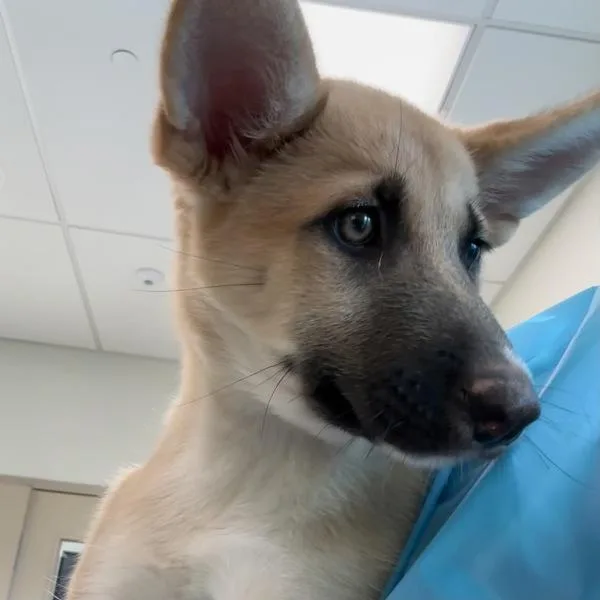 A baby large-sized female Shepherd dog named Banana for adoption in Walnut Creek, CA