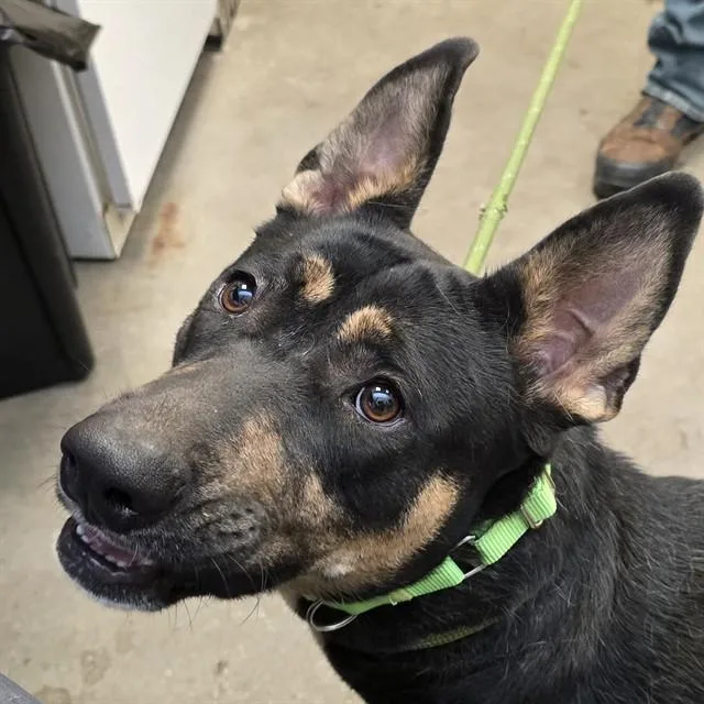 A young large-sized female German Shepherd Dog dog named Jude for adoption in Tucson, AZ