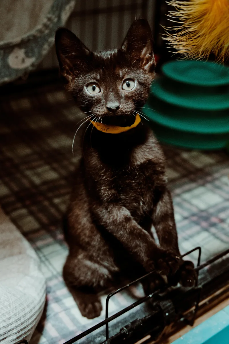 A baby medium-sized male Domestic Short Hair cat named Tyler for adoption in Le Mars, IA
