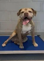A senior medium-sized female Apricot / Beige Boxer dog named Lumpy Space Princess  for adoption in Hillsboro, MO