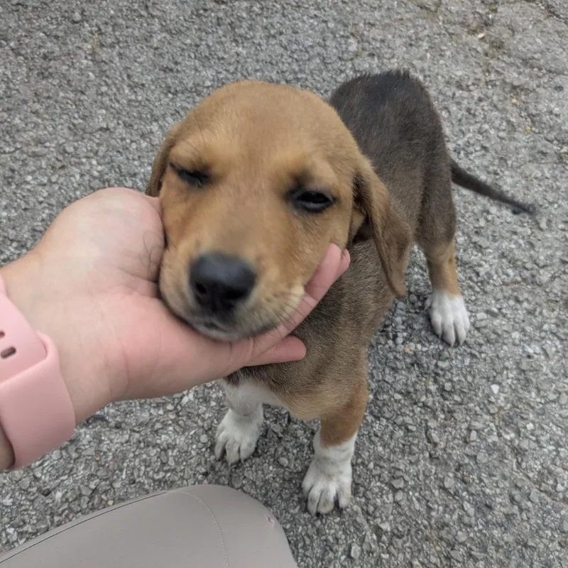 A baby small-sized female Brown / Chocolate Hound dog named Sissy for adoption in Birmingham, AL