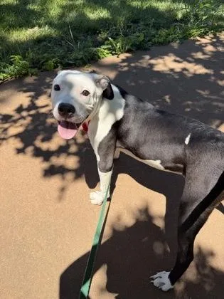 A baby medium-sized male Black Pit Bull Terrier dog named Popeye for adoption in Kansas City, MO