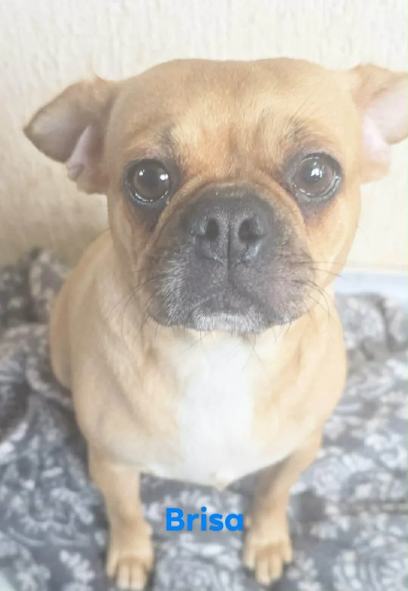 Brisa