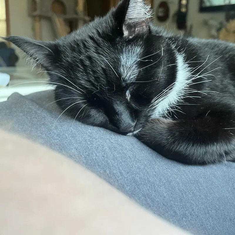 Bellatrix