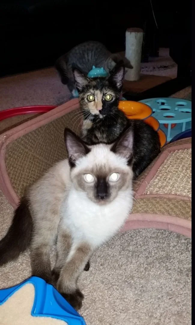 An adult medium-sized female Black Tortoiseshell cat named Ariana for adoption in Sardinia, OH