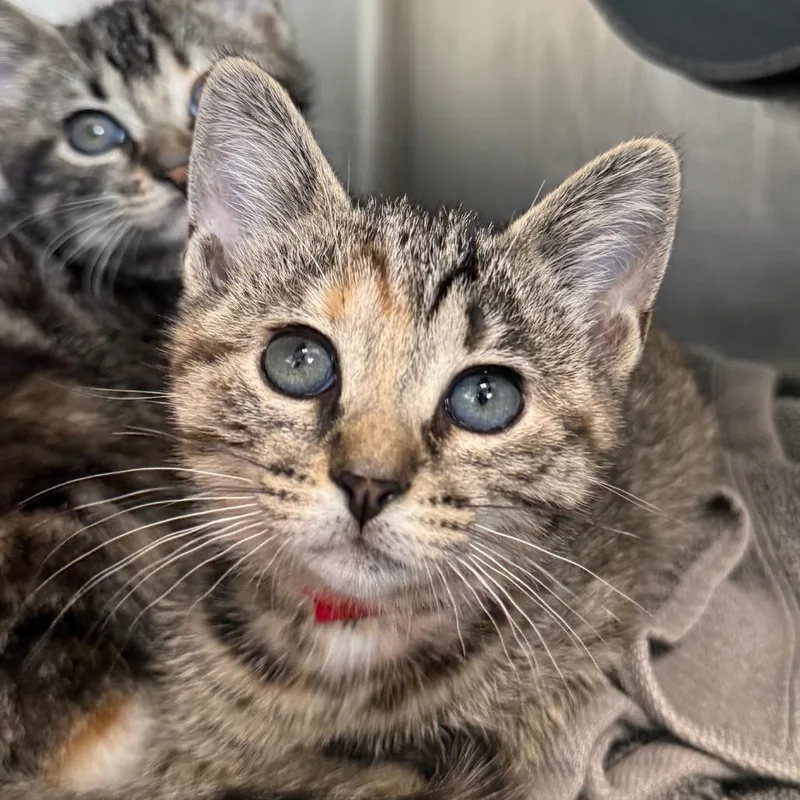A baby small-sized female Gray / Blue / Silver Domestic Short Hair cat named Baby for adoption in Chicago, IL