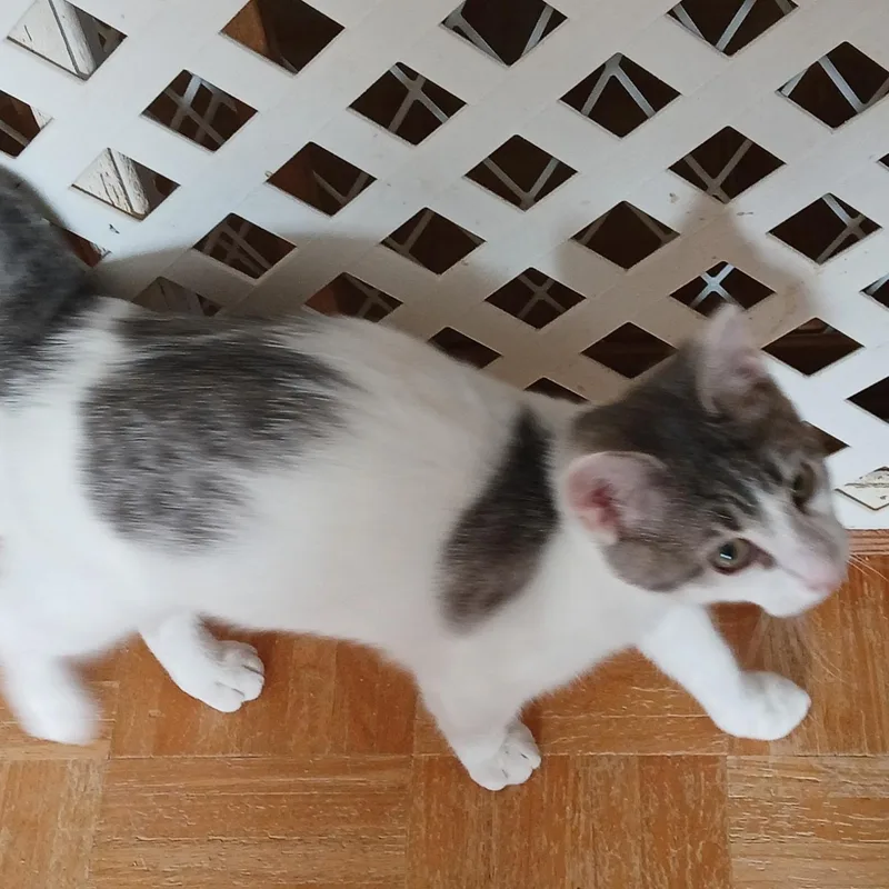 A baby small-sized male Gray & White Domestic Short Hair cat named Alfred for adoption in Maple Shade, NJ
