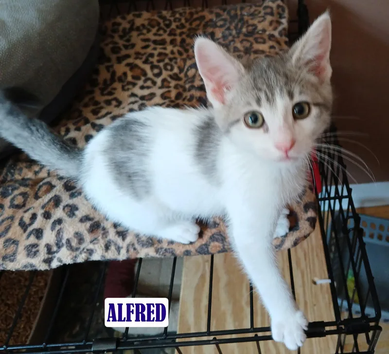Alfred thumbnail 2