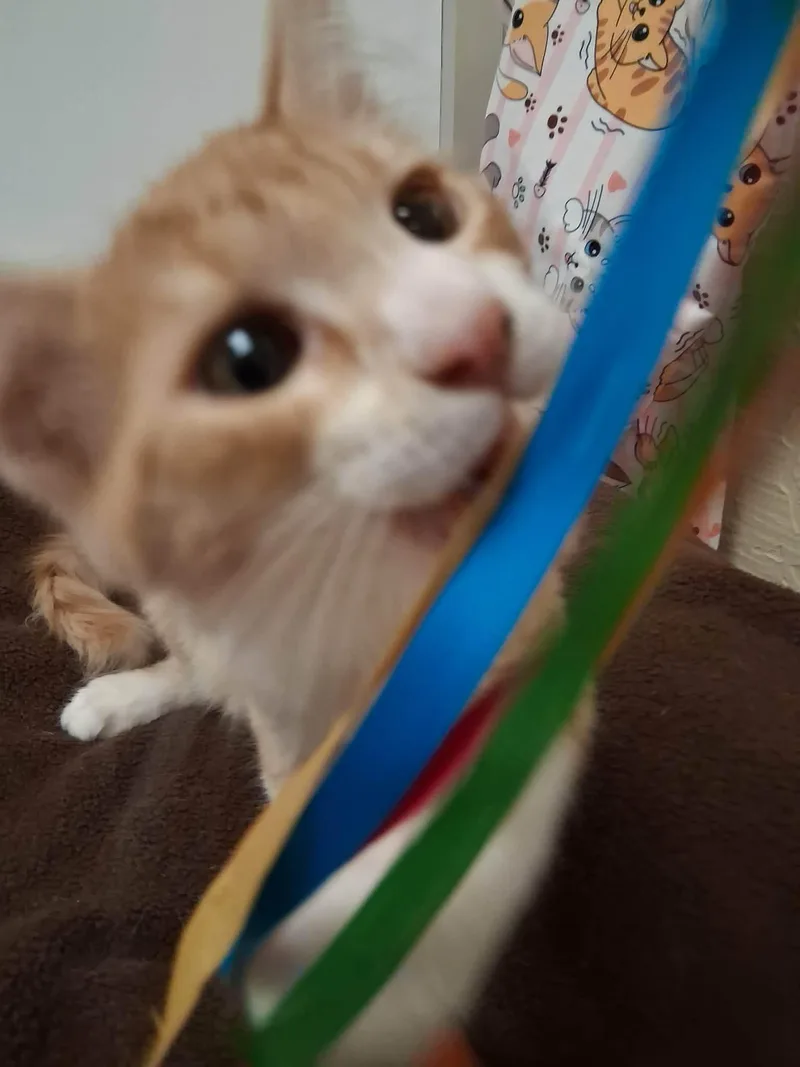 Socks thumbnail 4