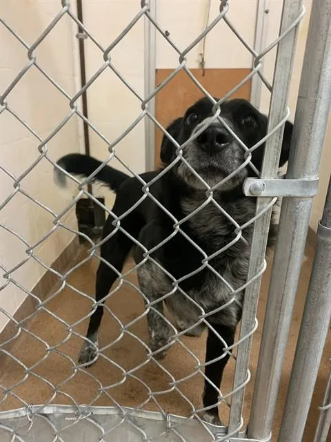 An adult medium-sized male Australian Cattle Dog / Blue Heeler dog named Snappy for adoption in Casper, WY