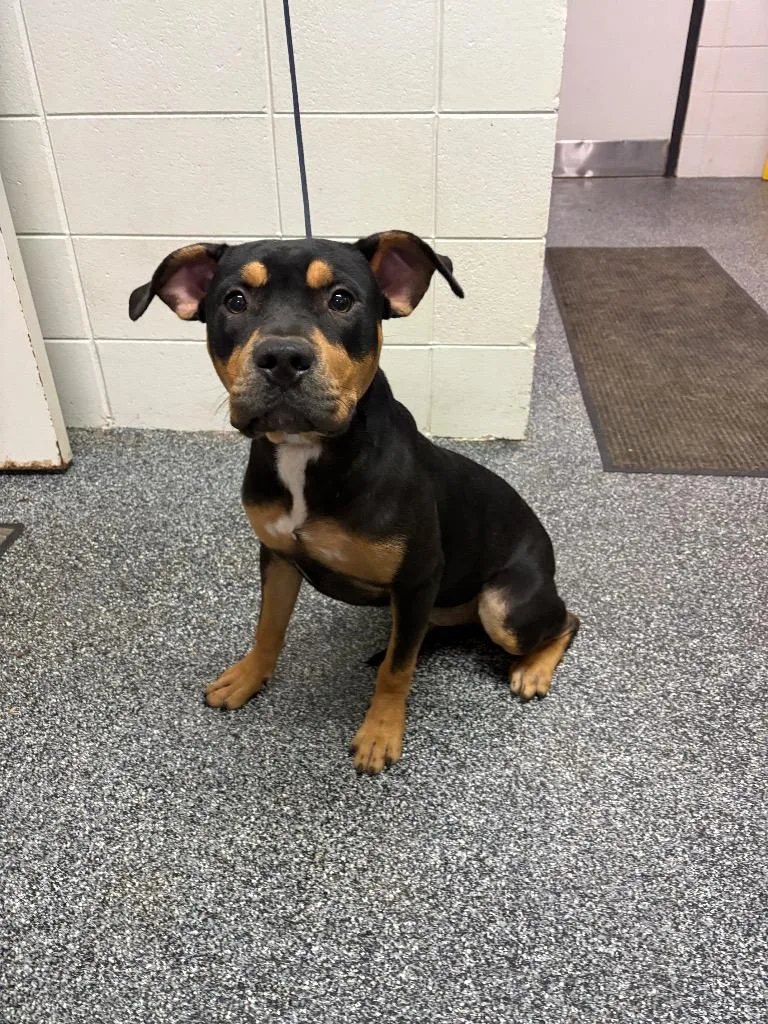 A young medium-sized female Mixed Breed dog named D Spirit for adoption in Tifton, GA