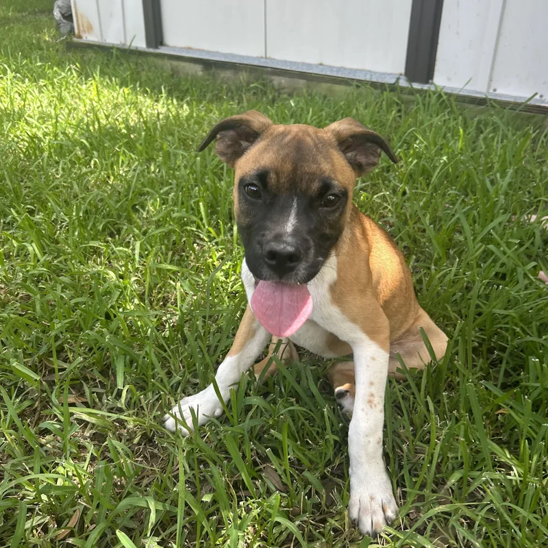A baby medium-sized female Bicolor Boxer dog named Harley Quinn for adoption in Manvel, TX