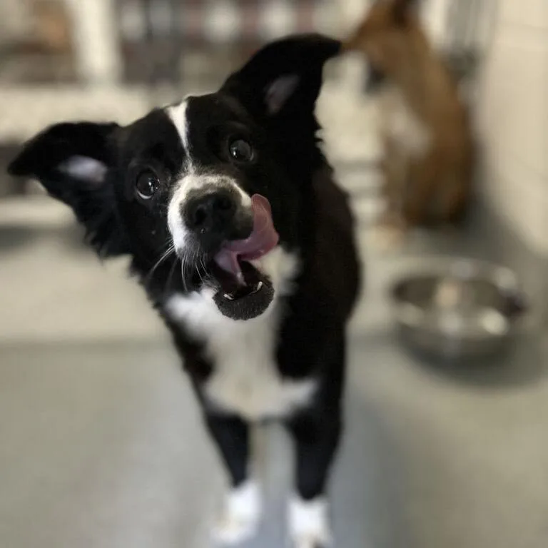 A young small-sized female Black Feist dog named Panda for adoption in Spruce Pine, NC