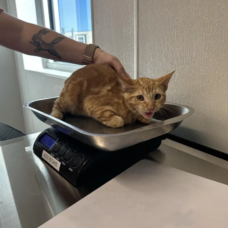 A baby small-sized male Orange / Red Domestic Short Hair cat named Gabe for adoption in St Joseph, MO