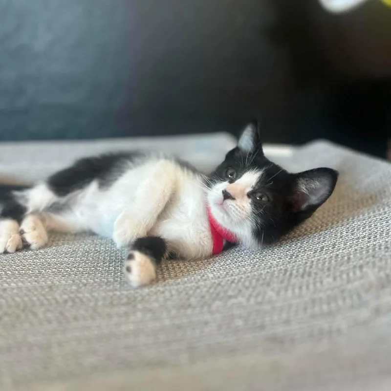 A baby medium-sized male Black Domestic Medium Hair cat named Nix for adoption in Las Vegas, NV