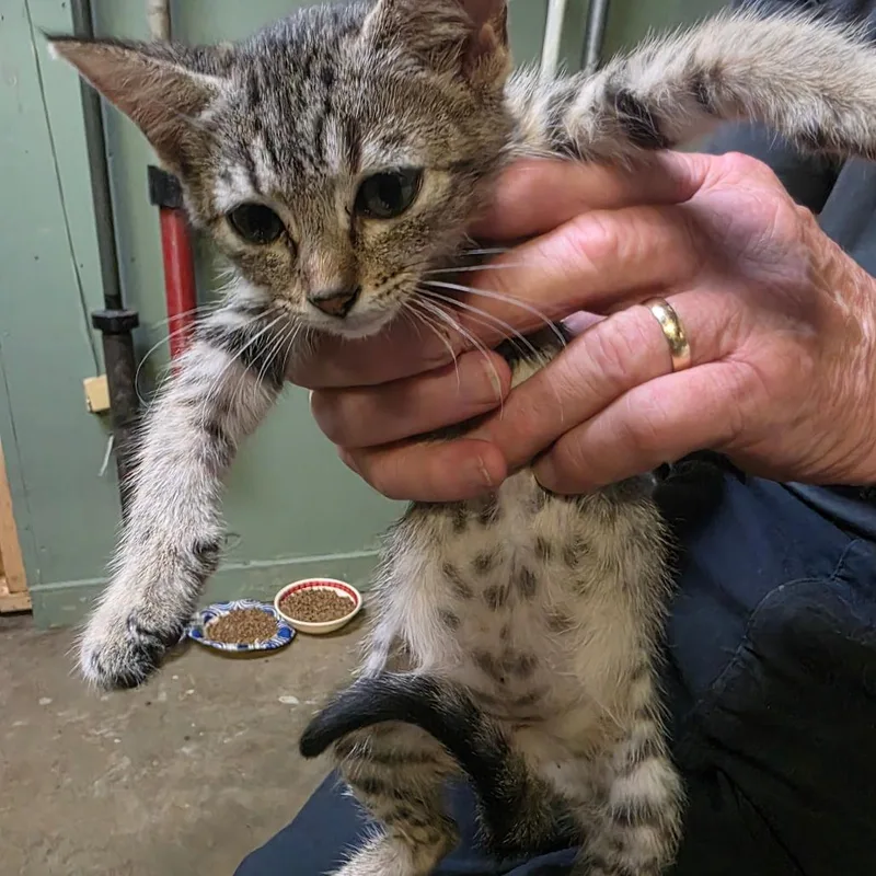 A baby small-sized female Domestic Short Hair cat named Yulia for adoption in Natchitoches, LA