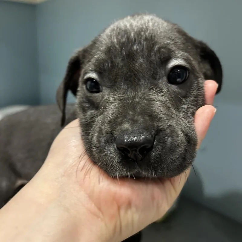 A baby small-sized male Gray / Blue / Silver Mixed Breed dog named Citrine for adoption in Chattanooga, TN