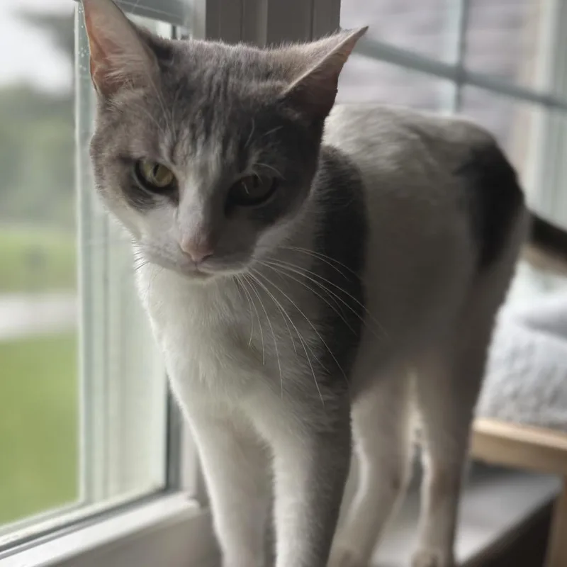 A young small-sized female Gray / Blue / Silver Domestic Short Hair cat named Cleo for adoption in La Grange, KY