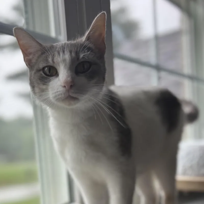 Cleo thumbnail 2