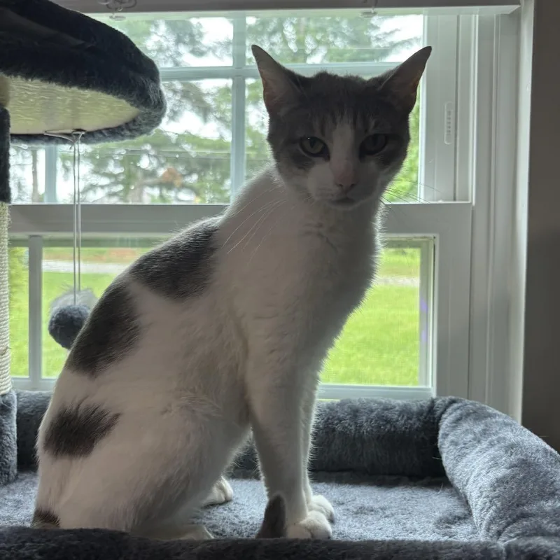 Cleo thumbnail 3
