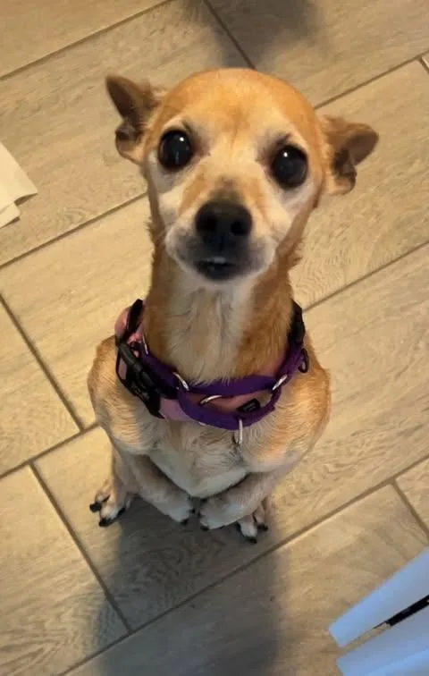 A senior small-sized female Chihuahua dog named Daisy for adoption in Virginia Beach, VA