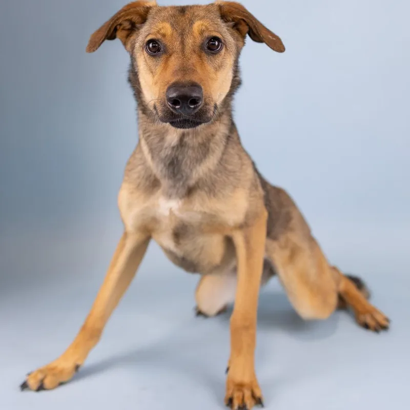 A young medium-sized female White / Cream Mixed Breed dog named Fettucini for adoption in Portland, OR