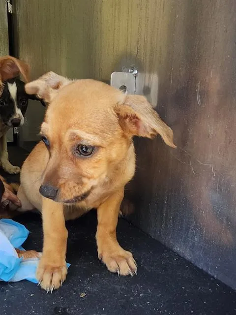 A baby small-sized female Terrier dog named Rita for adoption in San Antonio, TX
