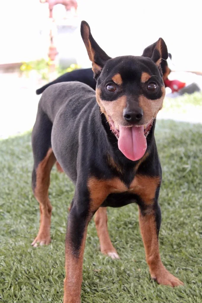 An adult medium-sized male Miniature Pinscher dog named Miles for adoption in Morgantown, KY