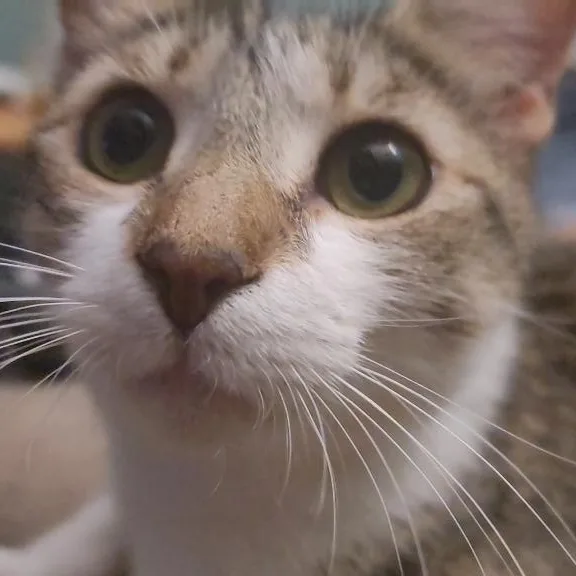 A young medium-sized female White Domestic Short Hair cat named Lucy for adoption in Savannah, GA