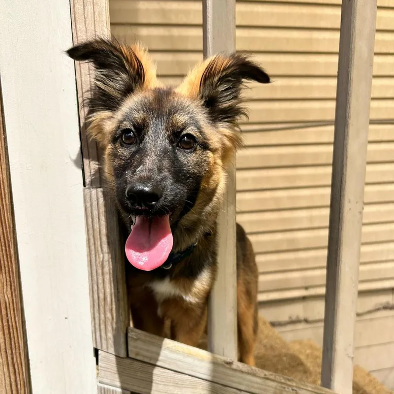 A baby medium-sized female Black German Shepherd Dog dog named Meechee for adoption in New Orleans, LA