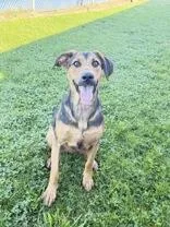 An adult large-sized female German Shepherd Dog named Mocha for adoption in Millersburg, OH