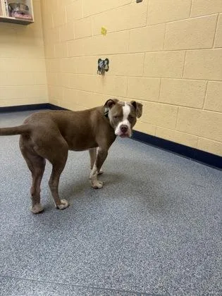An adult medium-sized male Pit Bull Terrier dog named Stack for adoption in Westland, MI