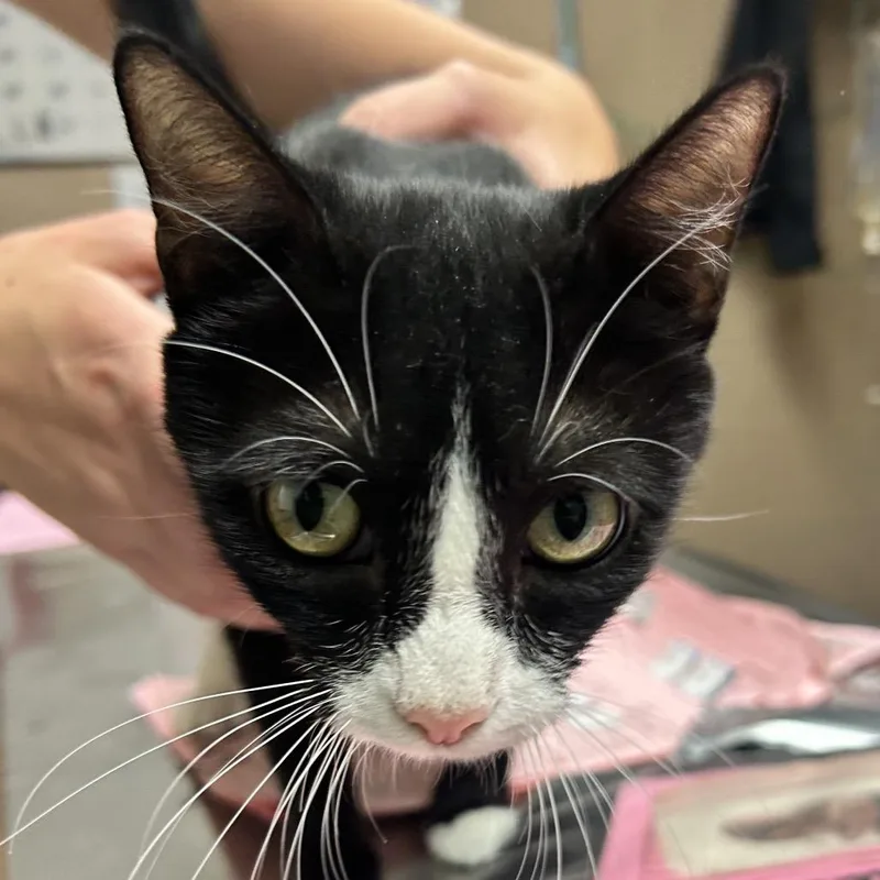 An adult small-sized female Black Domestic Short Hair cat named Sabrina for adoption in Newport, NC