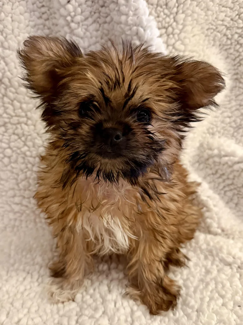 A baby small-sized female Brown / Chocolate Shih Tzu dog named Calypso for adoption in Fort Collins, CO