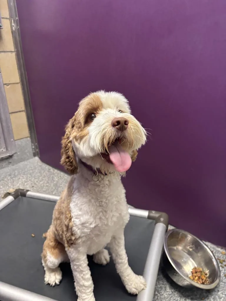 A young small-sized male Cockapoo dog named Neelix for adoption in Greenfield, IN