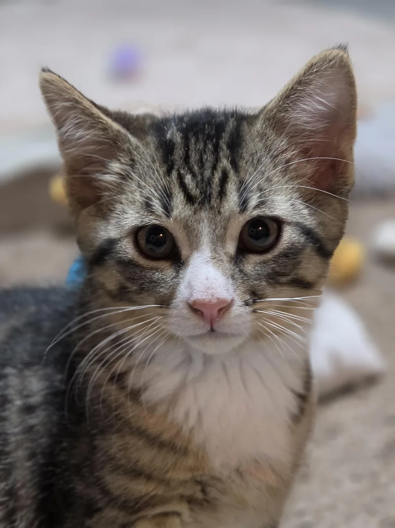 Zuko