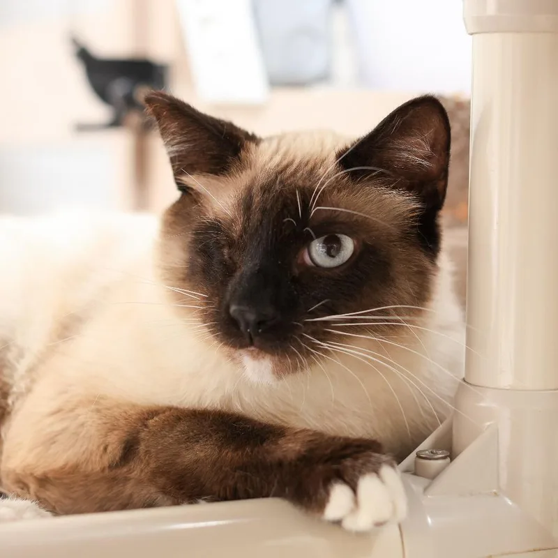 An adult small-sized male Seal Point Siamese cat named Sparrow for adoption in Los Angeles, CA