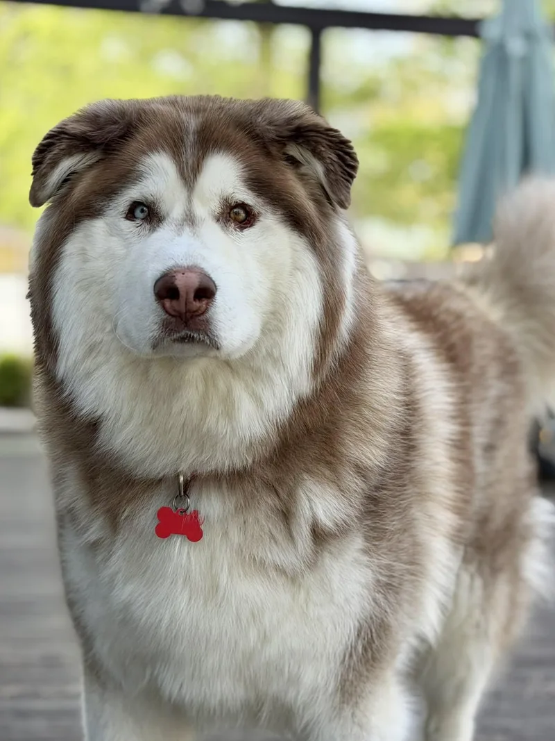 An adult large-sized male Alaskan Malamute dog named Zeus for adoption in Succasunna, NJ