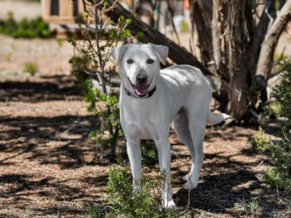 A young large-sized male Mixed Breed dog named Hawkeye for adoption in Santa Fe, NM