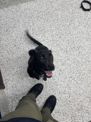A baby small-sized female Mixed Breed dog named Firefighter for adoption in Atlanta, GA