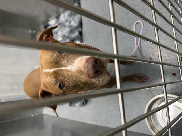 A senior large-sized male Pit Bull Terrier dog named Phat Daddy for adoption in Dallas, TX