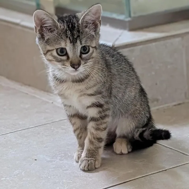 A baby small-sized female Torbie Domestic Short Hair cat named Kappa for adoption in Pasadena, CA