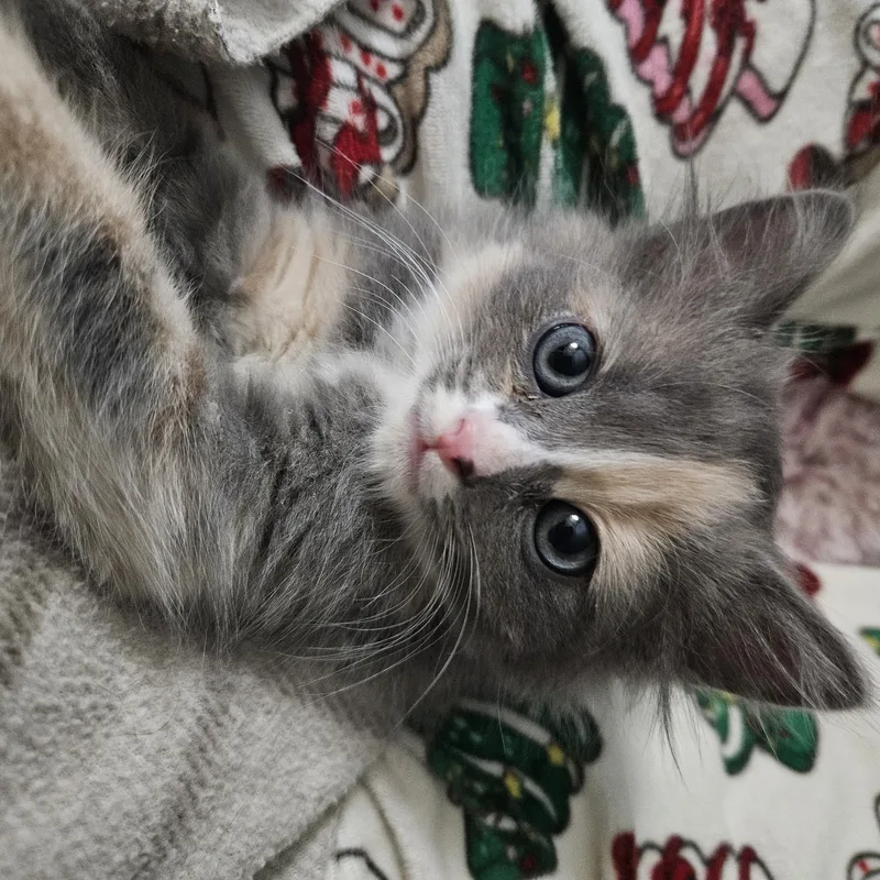 Maisey thumbnail 3