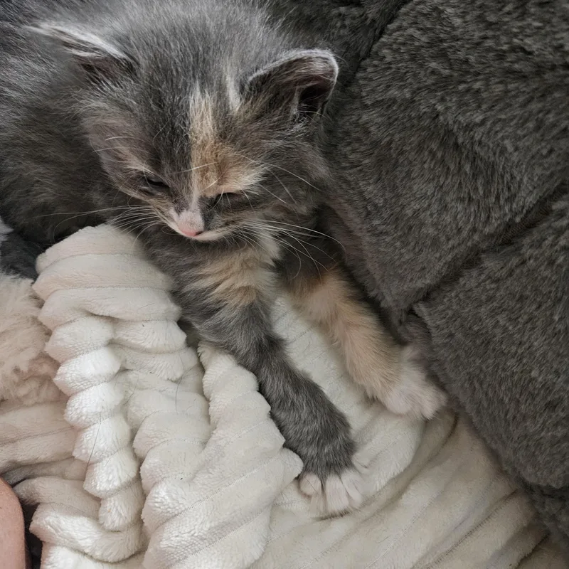 Maisey thumbnail 4