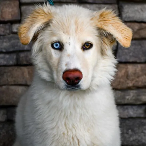 A baby extra large-sized female White / Cream Siberian Husky dog named Maluma for adoption in Tacoma, WA