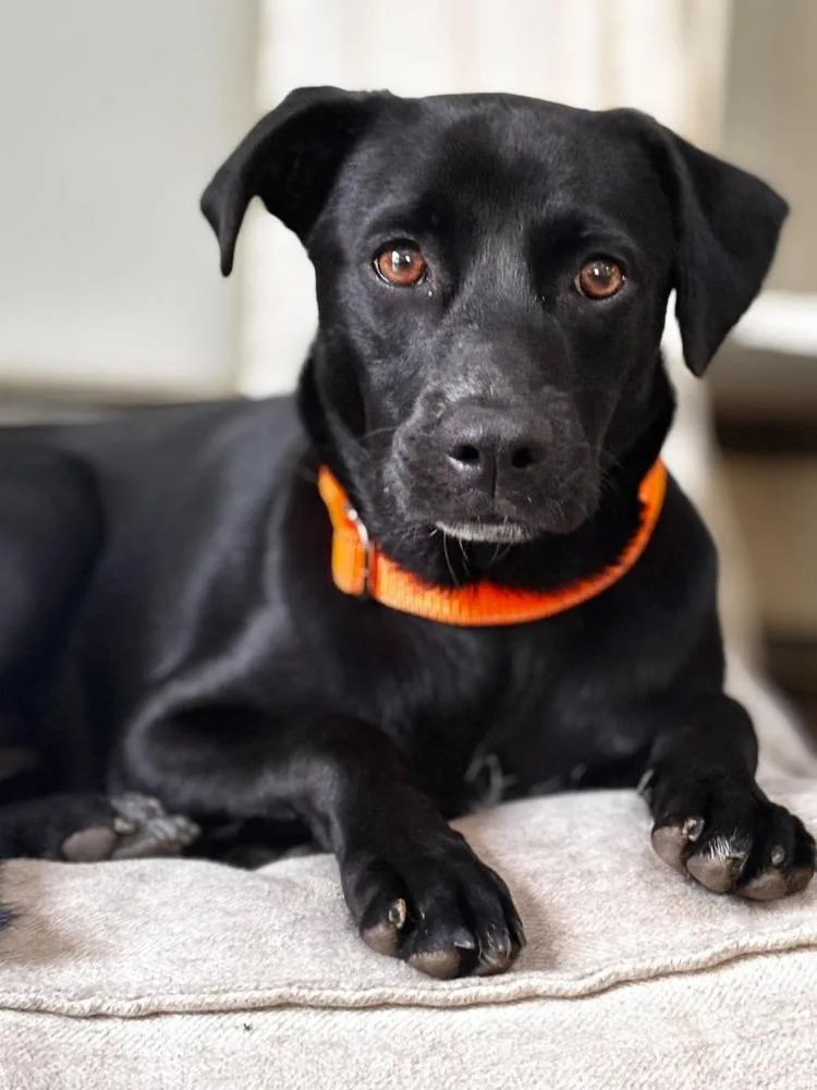 A baby medium-sized female Black Retriever dog named Dellie for adoption in Valley Stream, NY