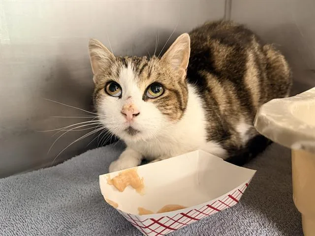 A young medium-sized female Domestic Short Hair cat named Crystal for adoption in Santa Cruz, CA