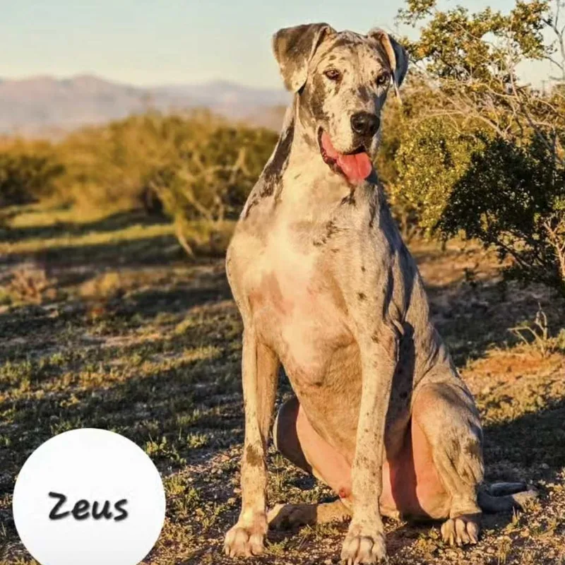 Zeus