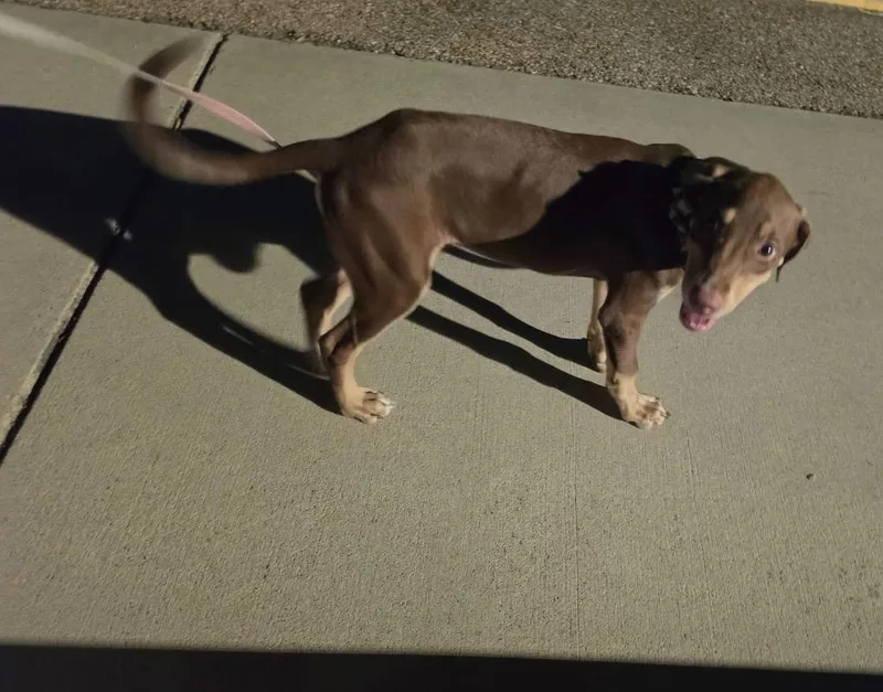 A baby medium-sized male Mixed Breed dog named Toro for adoption in Belton, TX