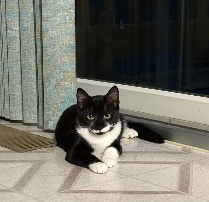 A baby small-sized female Domestic Short Hair cat named Sabrina for adoption in Harrisburg, PA
